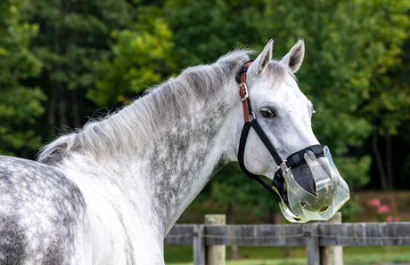 Weight Management for Horses and Ponies: A Comprehensive Guide