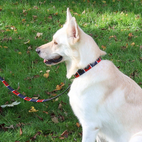 Benji & Flo Sublime Polo Leather Dog Collar #colour_red-navy-white