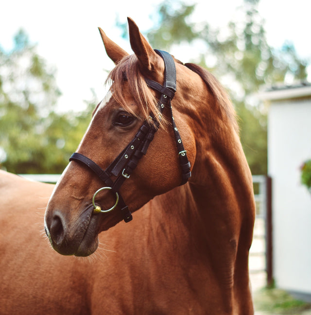 Mackey Equisential Nylon Bridle without Reins #colour_black