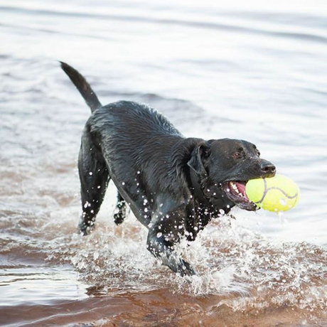 KONG Airdog Squeaker Dumbbell #size_s